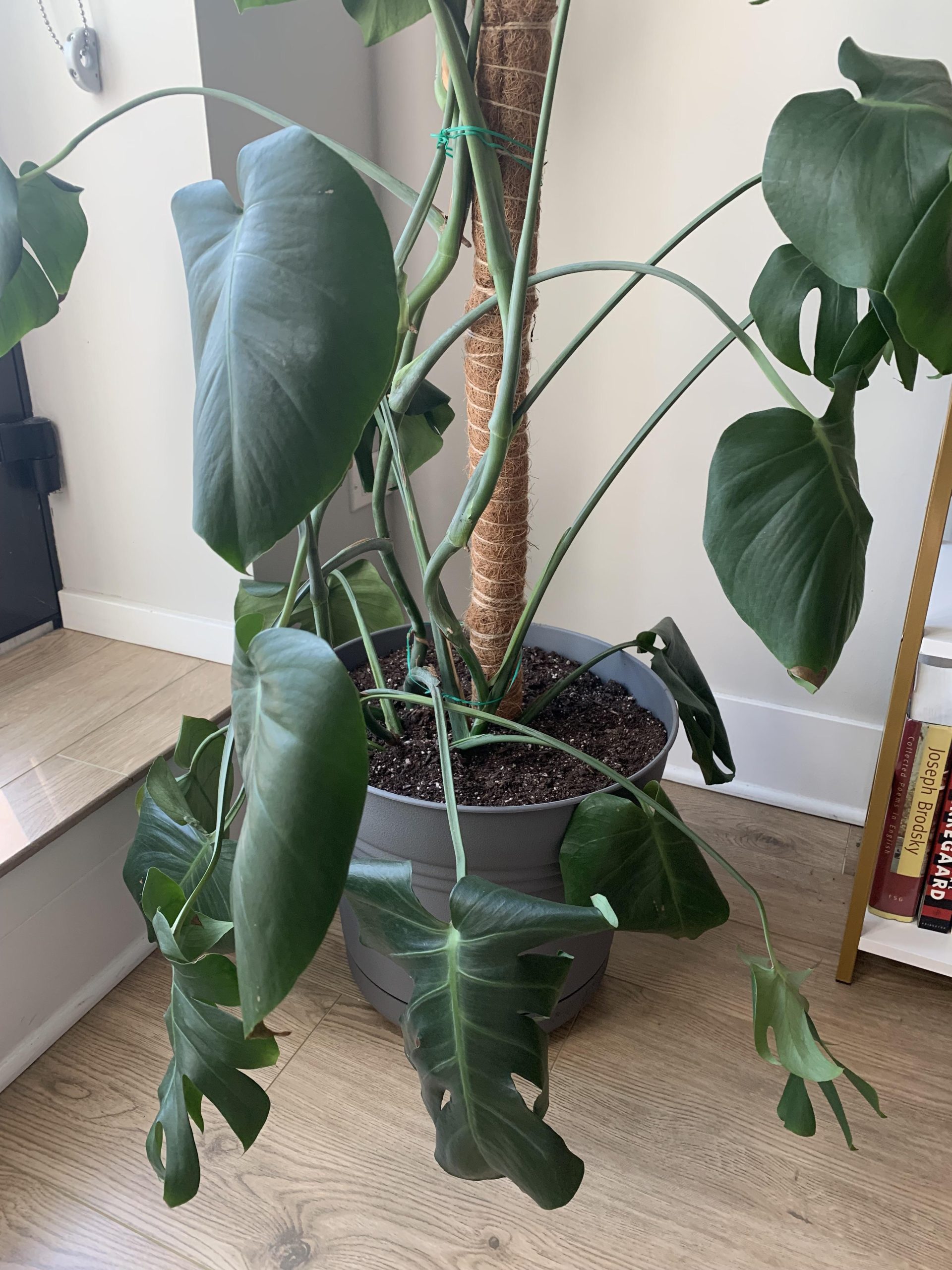 How Often Does Monstera Need Water