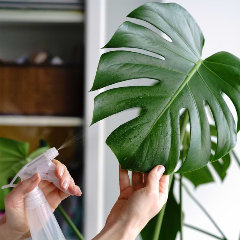 How Often Should You Mist Monstera