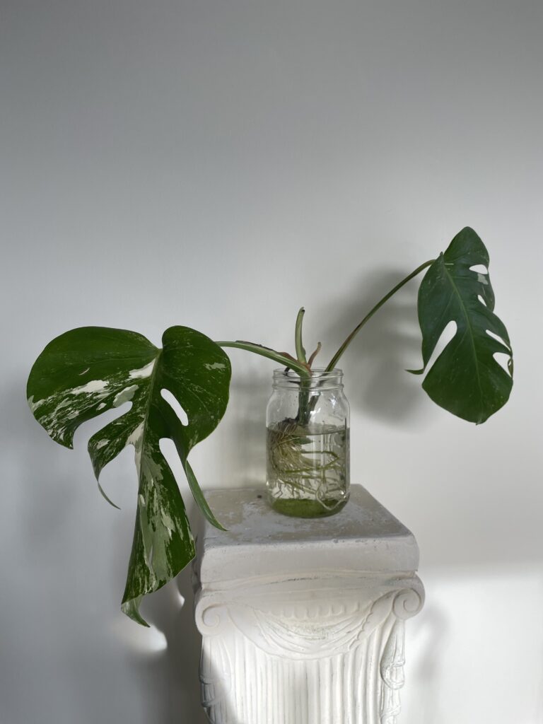 How Often Should You Water Monstera Albo