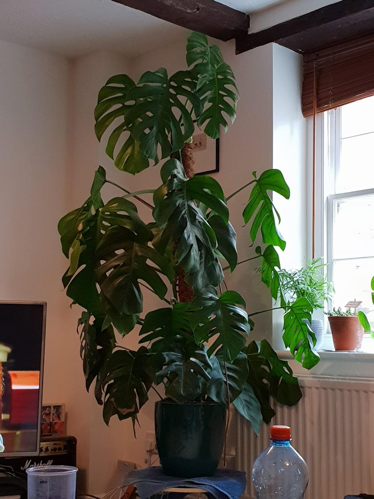 How Often Should You Water Monstera Deliciosa
