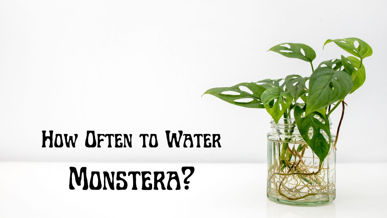 How Often Should You Water Monstera Plants
