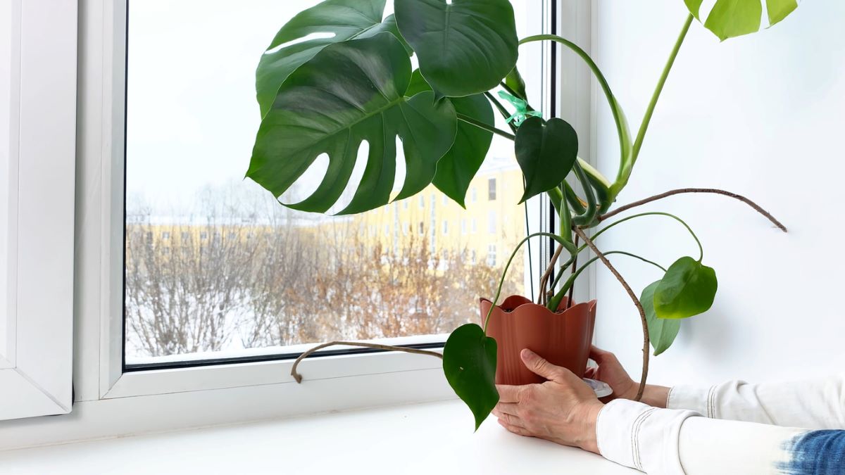 How to Care for Monstera in Winter: Essential Tips