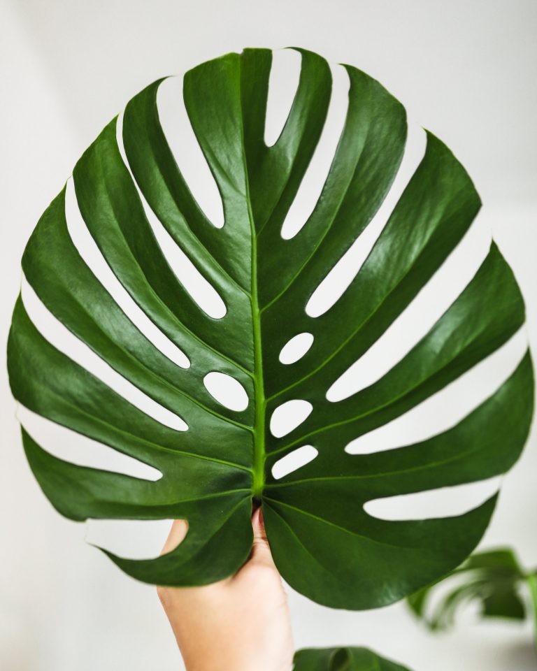 How to Get More Leaves on Monstera