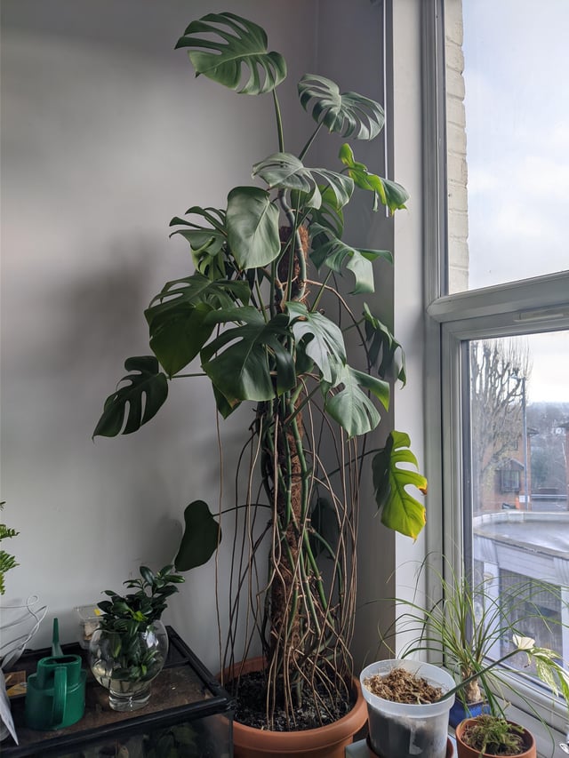 How to Improve Monstera