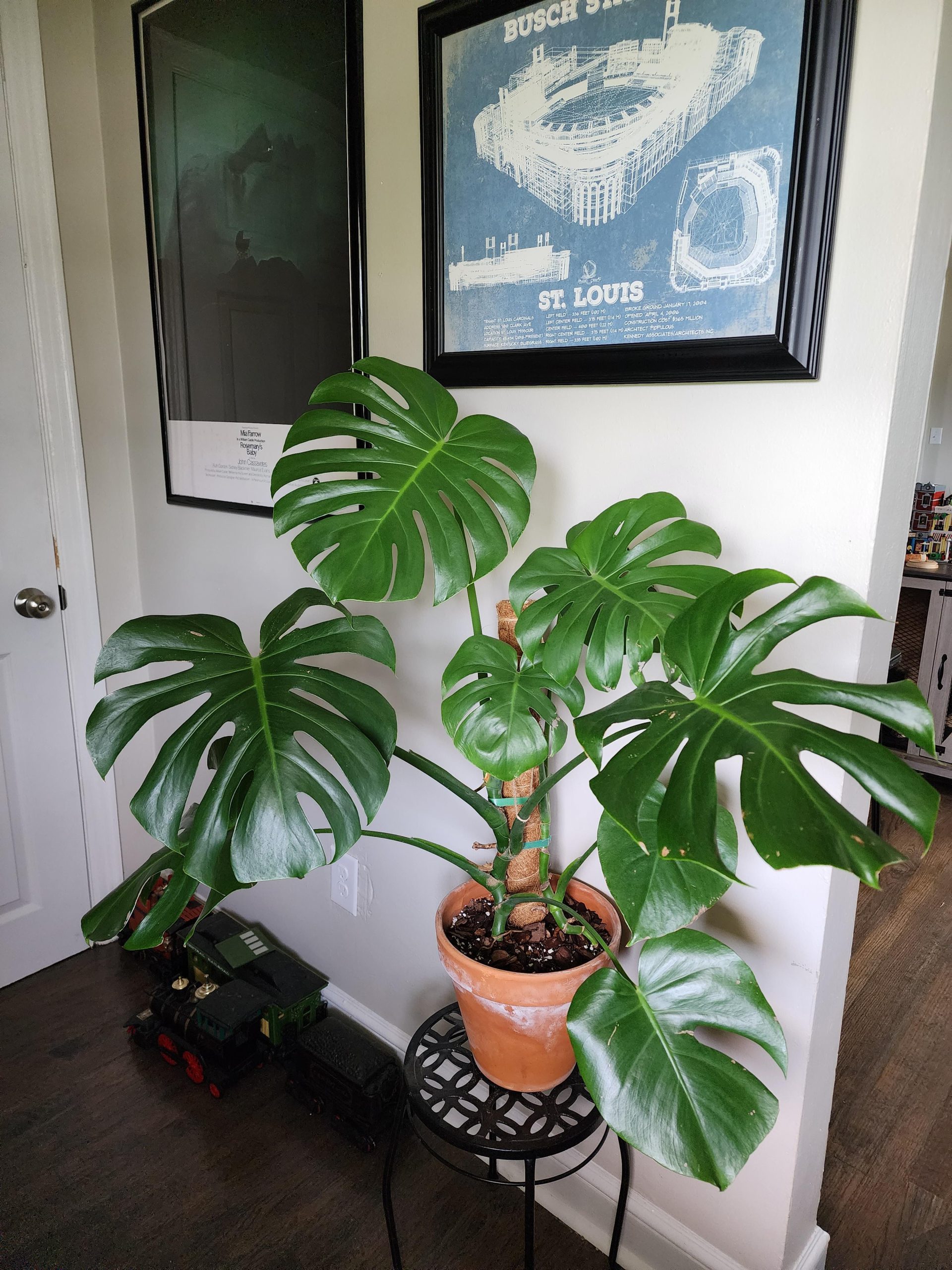 How to Increase Monstera Growth