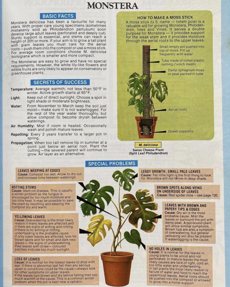 How to Keep My Monstera Happy