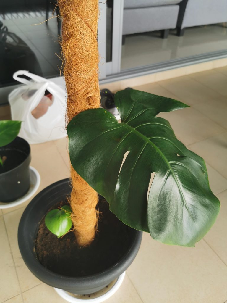 How to Make Monstera Grow Faster