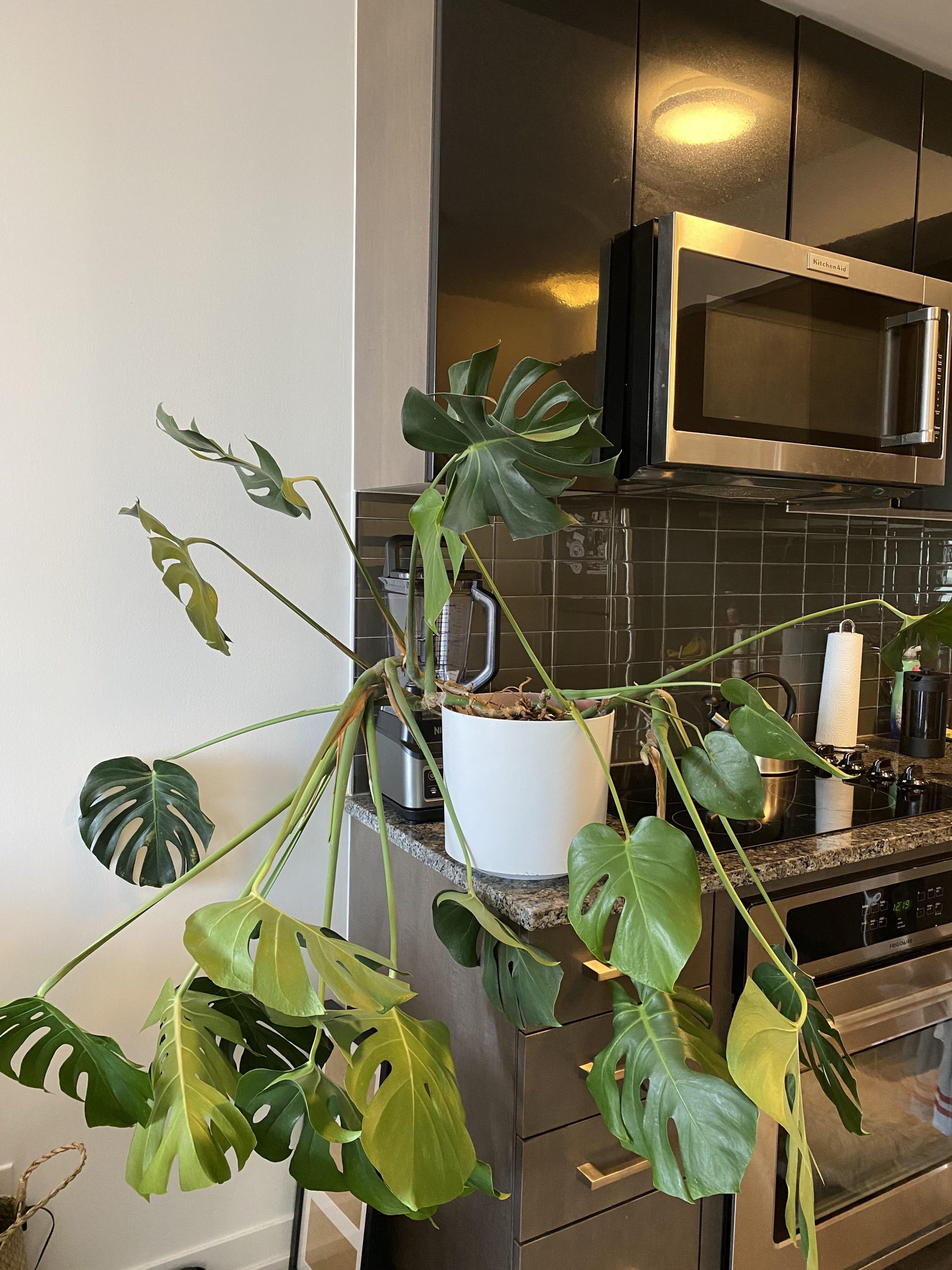 How to Make Monstera Grow Upwards