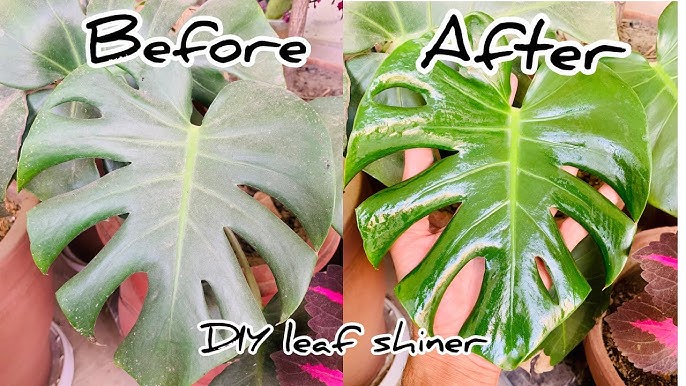 How to Make Monstera Leaves Shiny