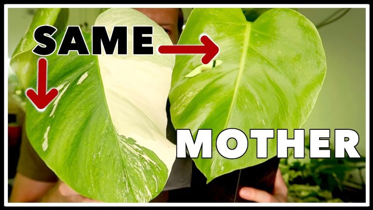 How to Prevent Monstera Albo from Reverting