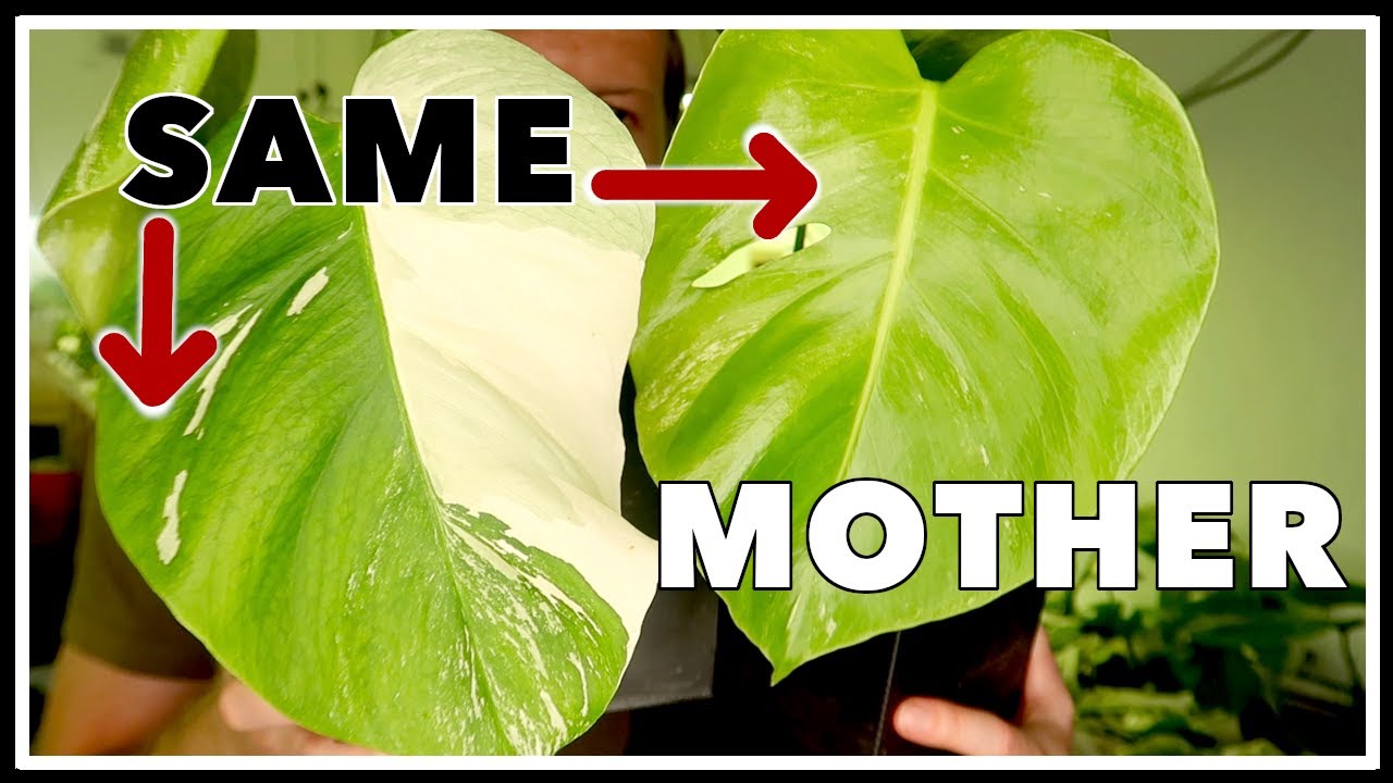How to Prevent Monstera Albo from Reverting