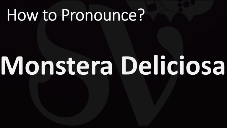How to Pronounce Monstera