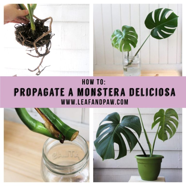 How to Propagate Monstera Step by Step