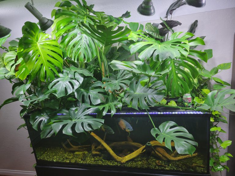 How to Put Monstera in Fish Tank