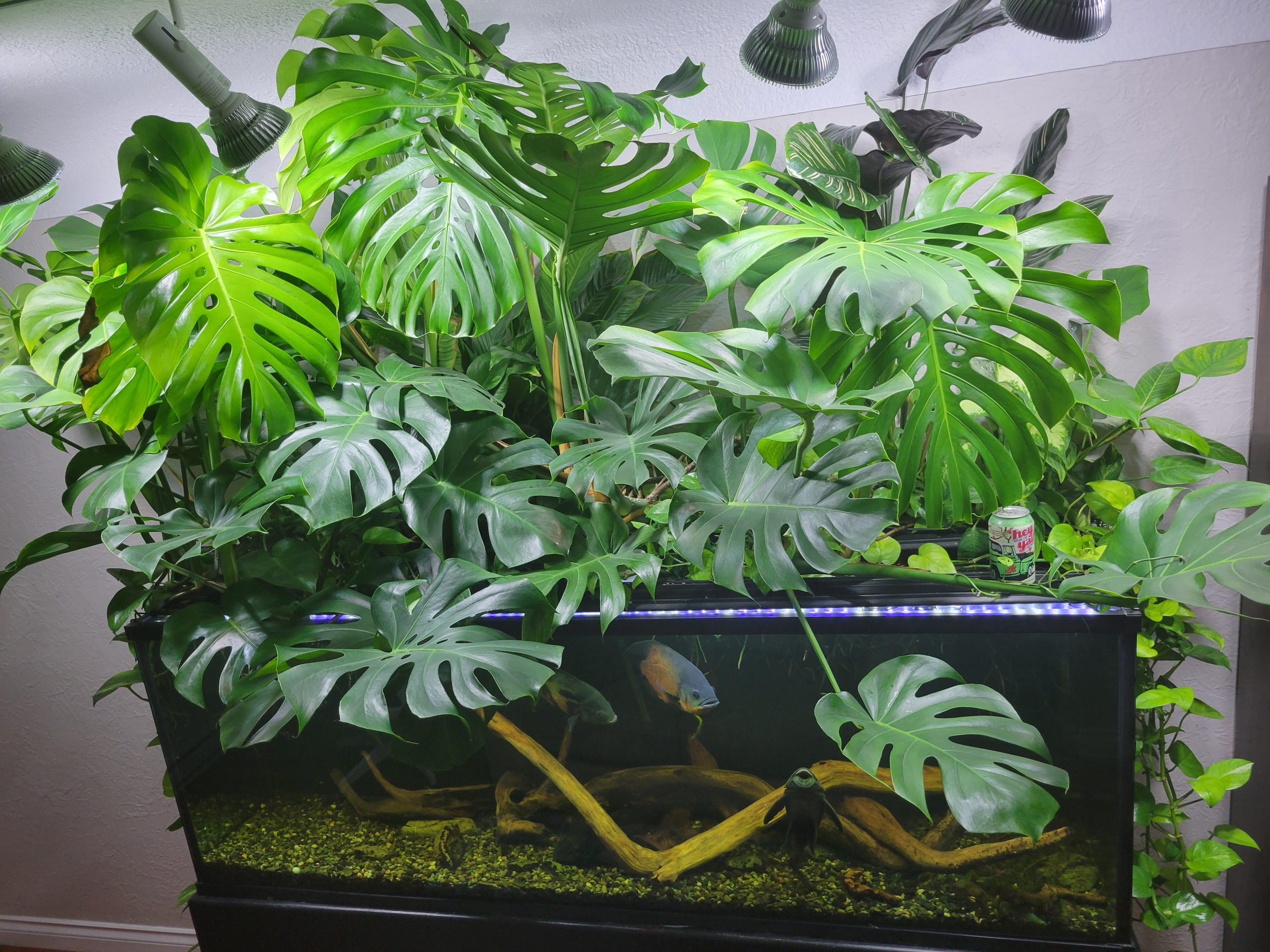 How to Put Monstera in Fish Tank