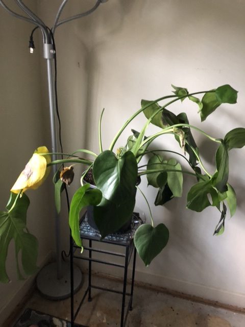 How to Stop Monstera from Drooping