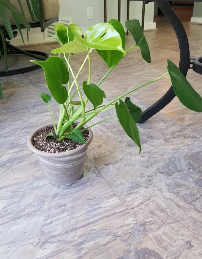 How to Stop Monstera from Leaning