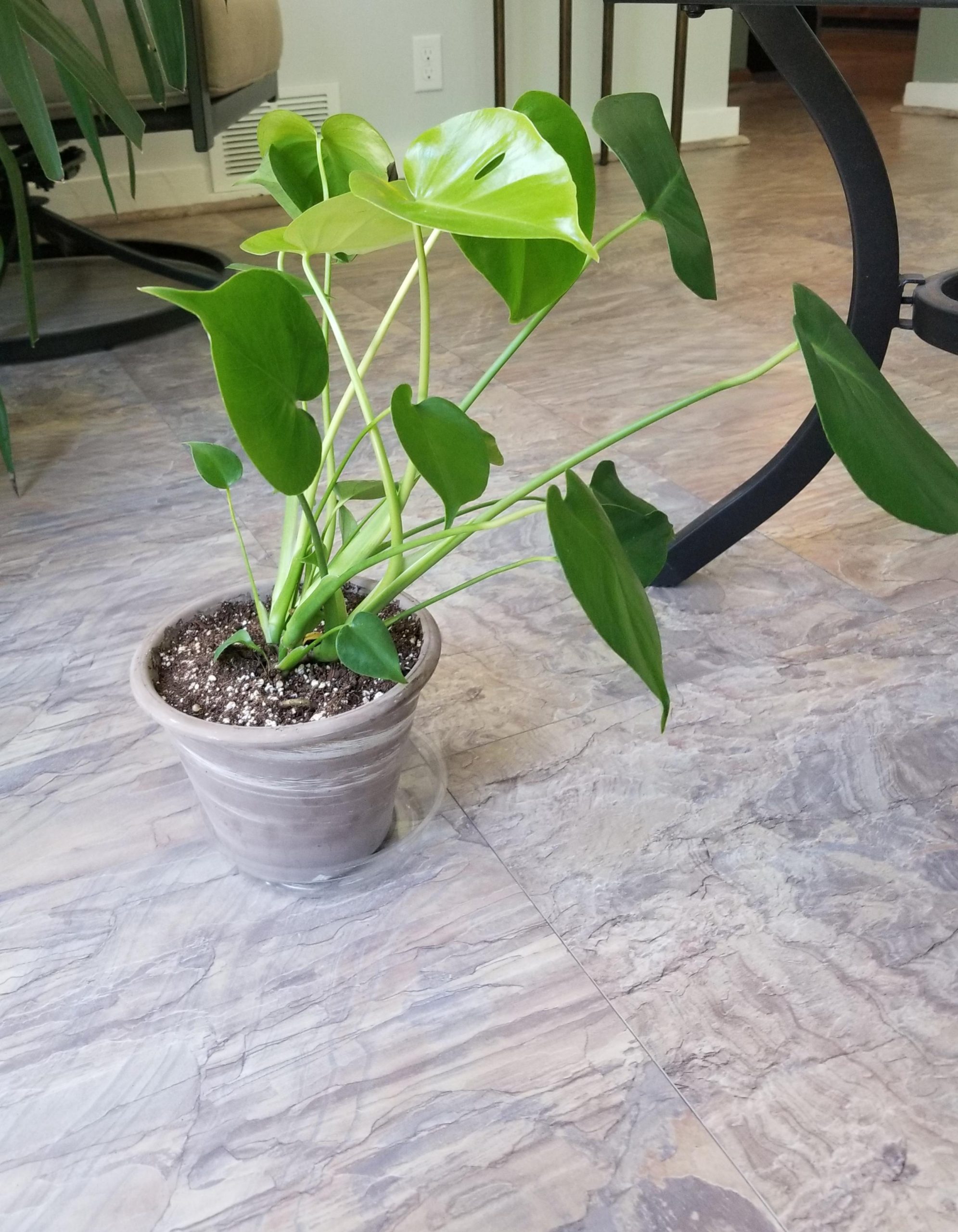 How to Stop Monstera from Leaning