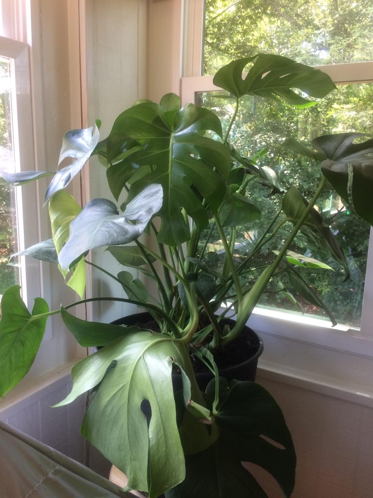 Is It Ok to Cut Monstera Leaves