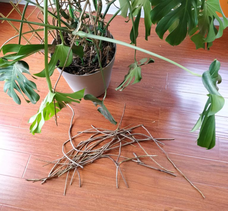 Is It Okay to Cut Monstera Roots