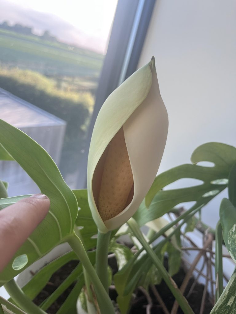 Is Monstera a Flowering Plant