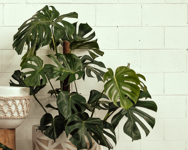 Is Monstera an Indoor Plant