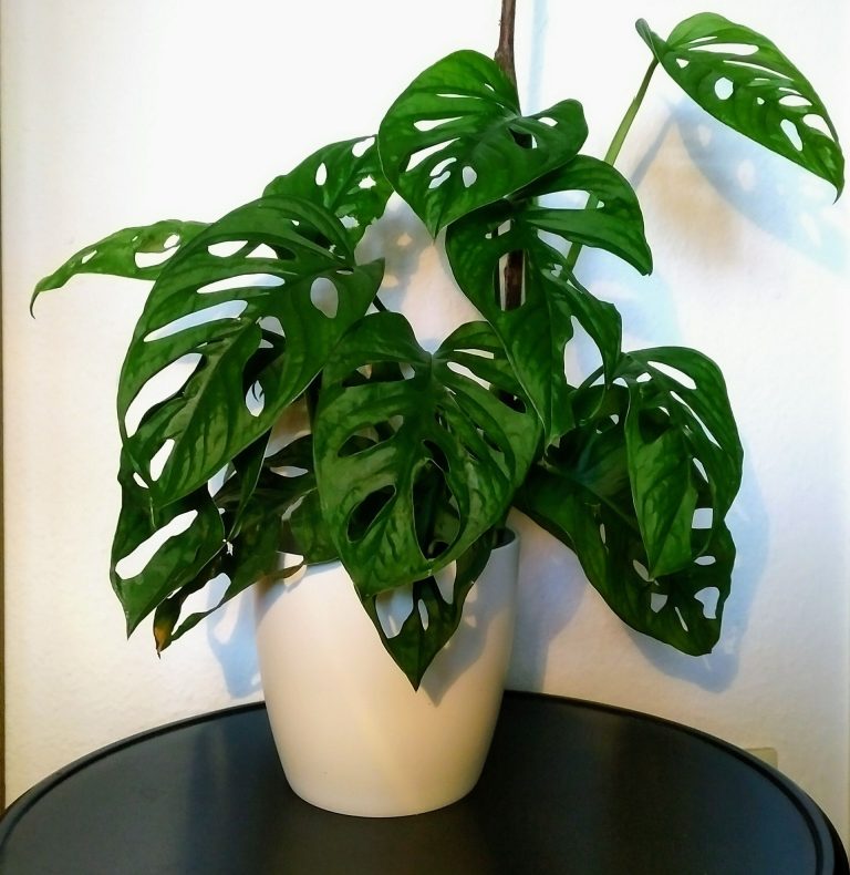 Is Monstera Plant Good for Feng Shui