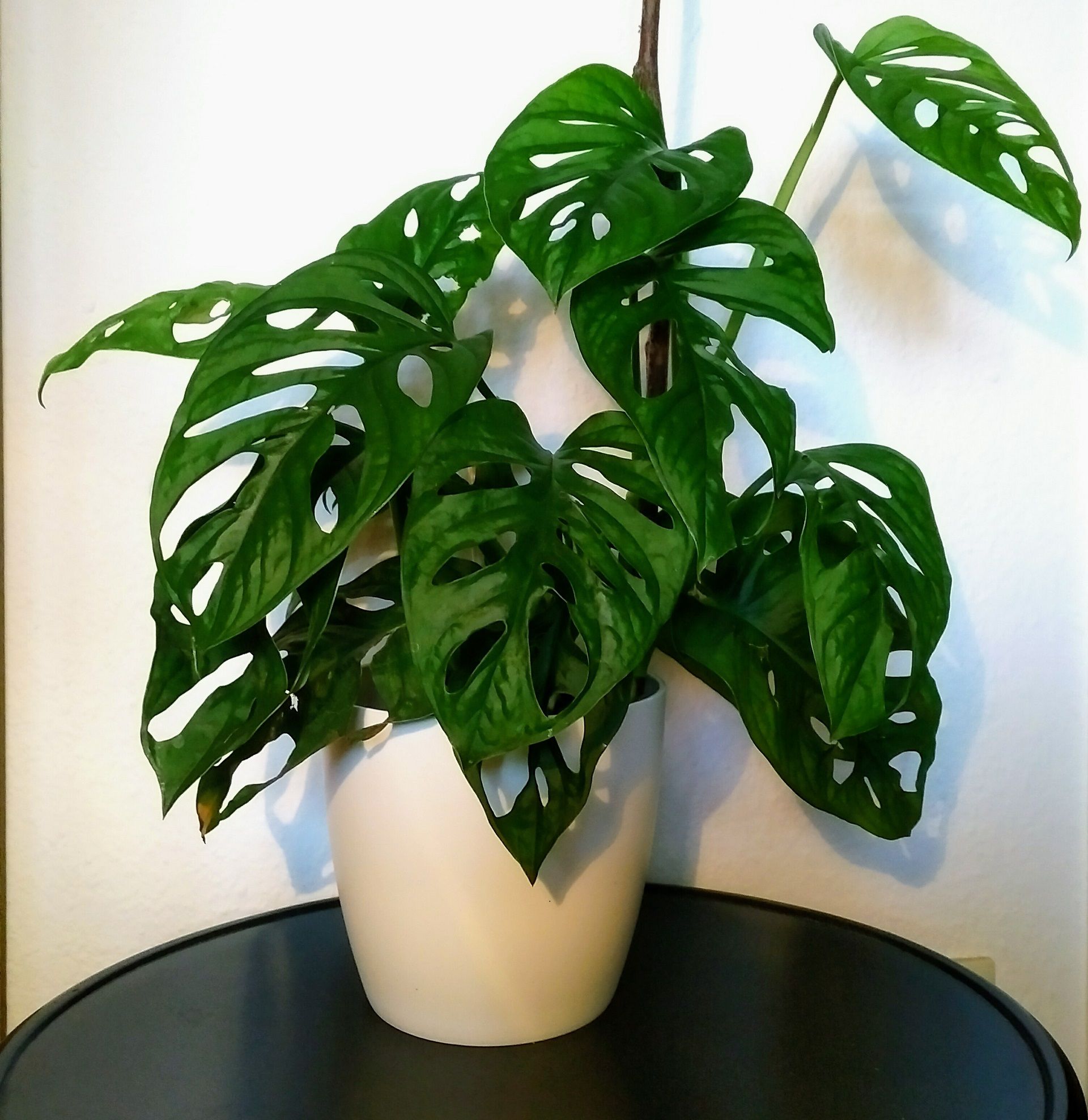 Is Monstera Plant Good for Feng Shui