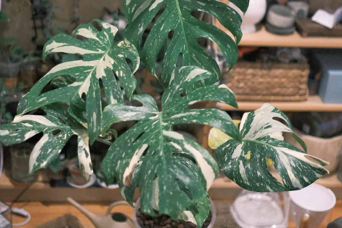 Is Monstera Thai Constellation Worth It