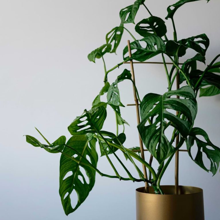 Is Monstera Toxic to Dogs