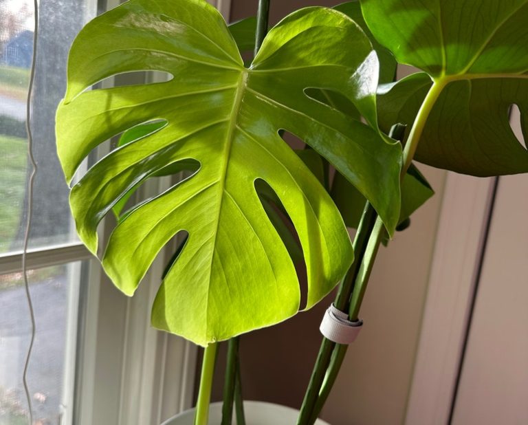 Is Monstera Toxic to Humans