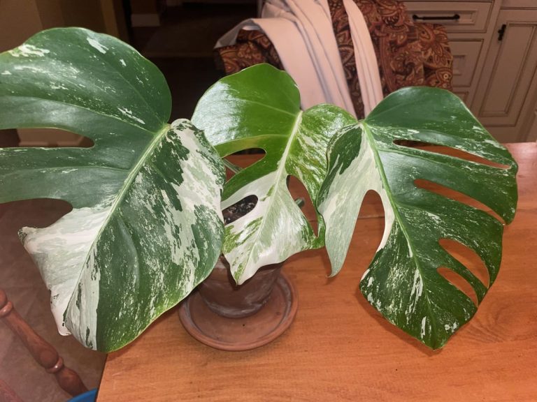 Is Tap Water Ok for Monstera