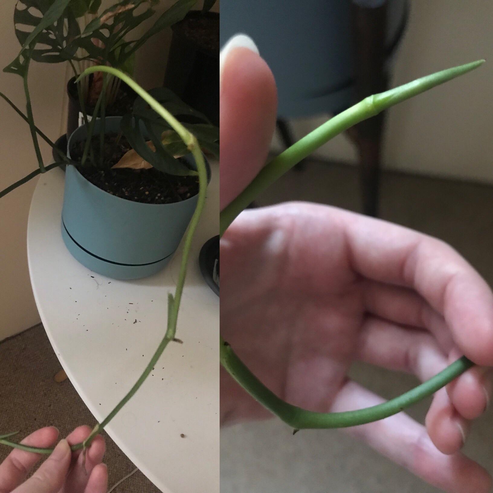 Monstera Adansonii Stopped Growing Leaves