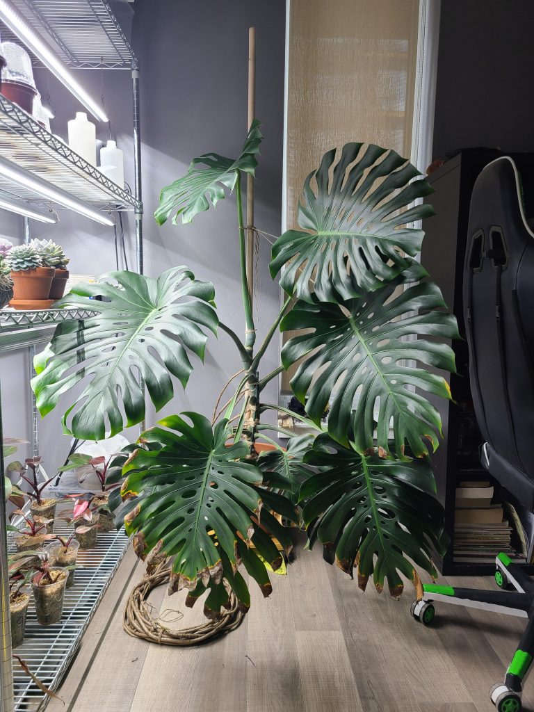 Monstera Average Price