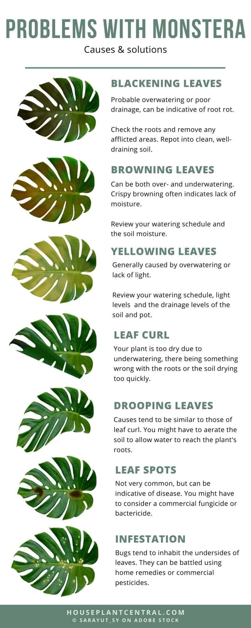 Monstera Common Issues