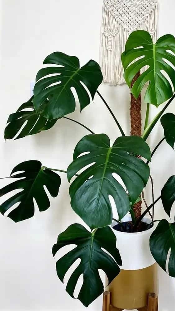 Monstera Deliciosa Benefits