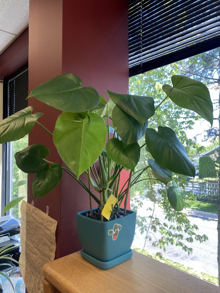 Monstera Doesn'T Have Fenestrations