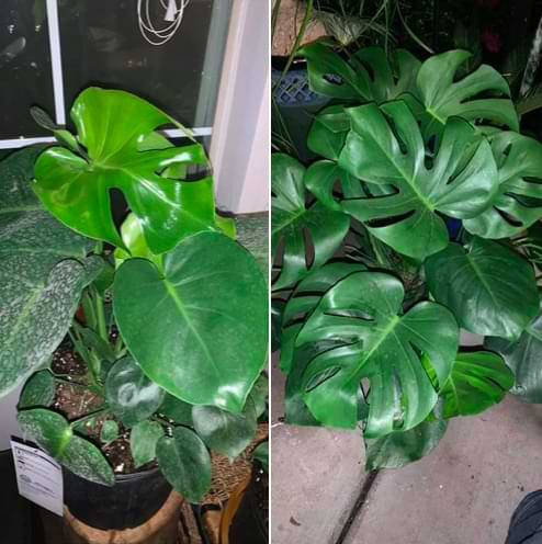 Monstera Growth Rates: How Fast Do Monsteras Grow?