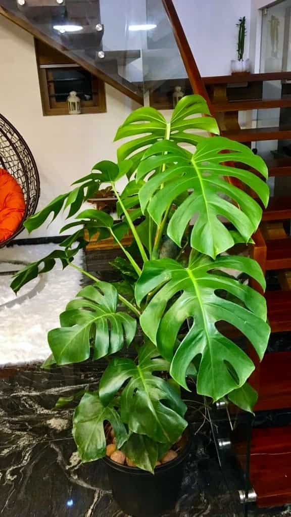 Monstera Houseplant Benefits