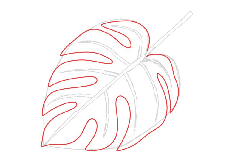 Monstera Leaf Drawing Step by Step