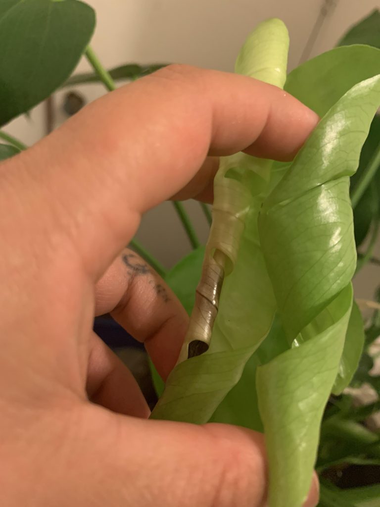 Monstera Leaf Won'T Unfurl