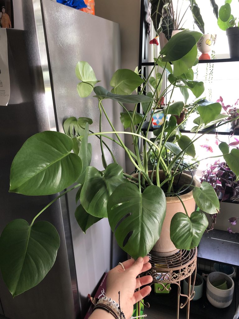 Monstera Leaves Stopped Splitting