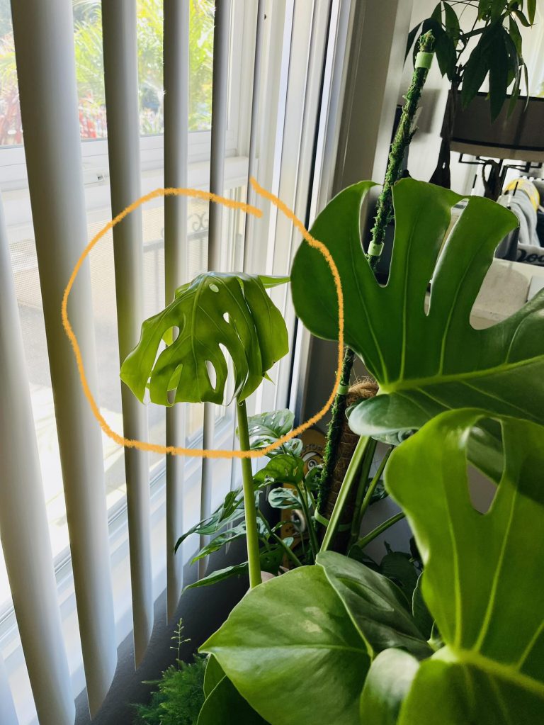 Monstera New Leaf Stopped Growing