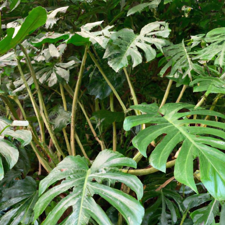 Monstera Plant Benefits in Hindi
