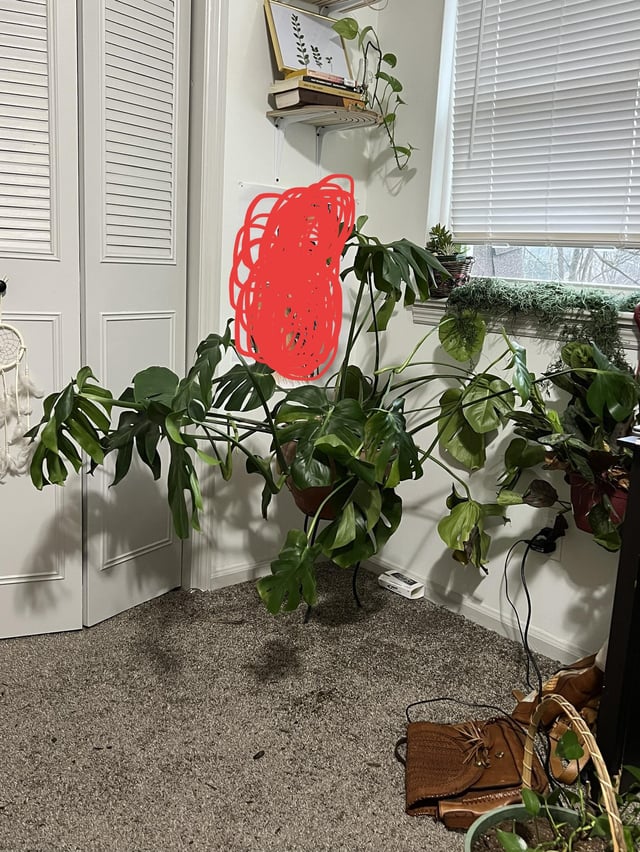 Monstera Plant Won'T Stand Up