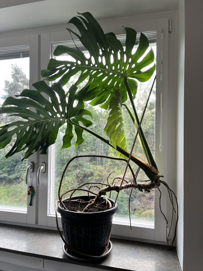 Monstera Pot Ideas