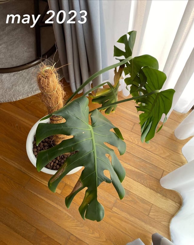 Monstera Stopped Growing After Repotting