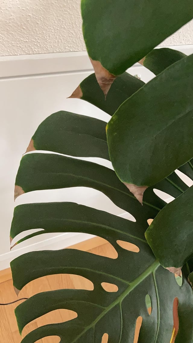 Monstera Tips