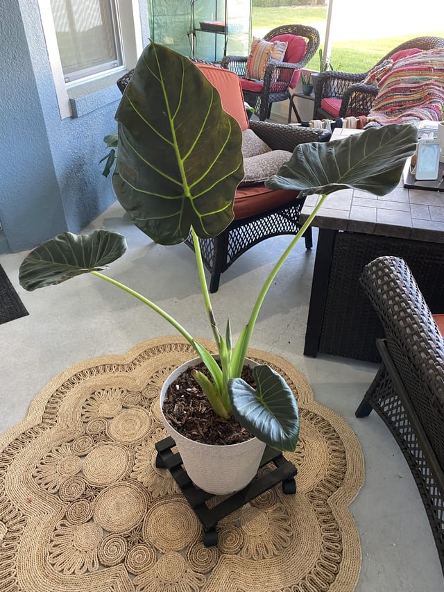 Monstera Vs Alocasia
