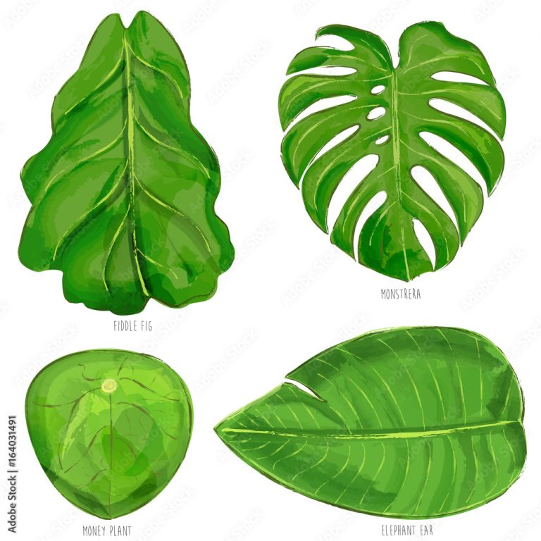 Monstera Vs Elephant Ear